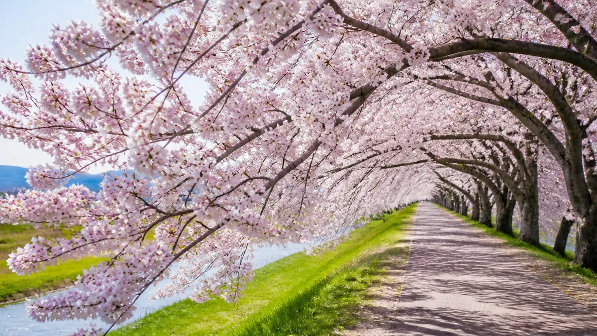 墨俣桜まつりとは?犀川堤に咲く約800本の桜トンネルの解説画像