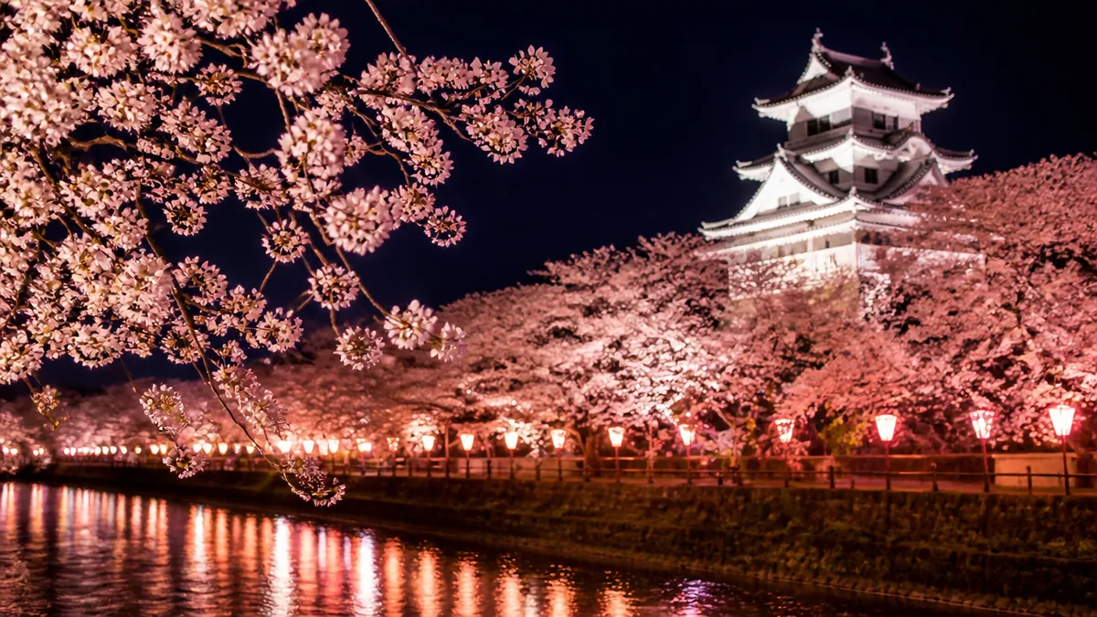 夜こそ本番?ぼんぼりとライトアップが描く幻想の夜桜の解説画像