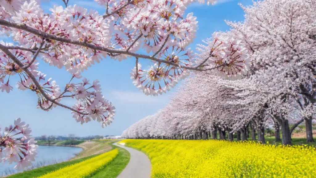 国営木曽三川公園 桜堤サブセンターは桜250本が無料｜背割堤の菜の花コラボと花見ガイドのアイキャッチ画像