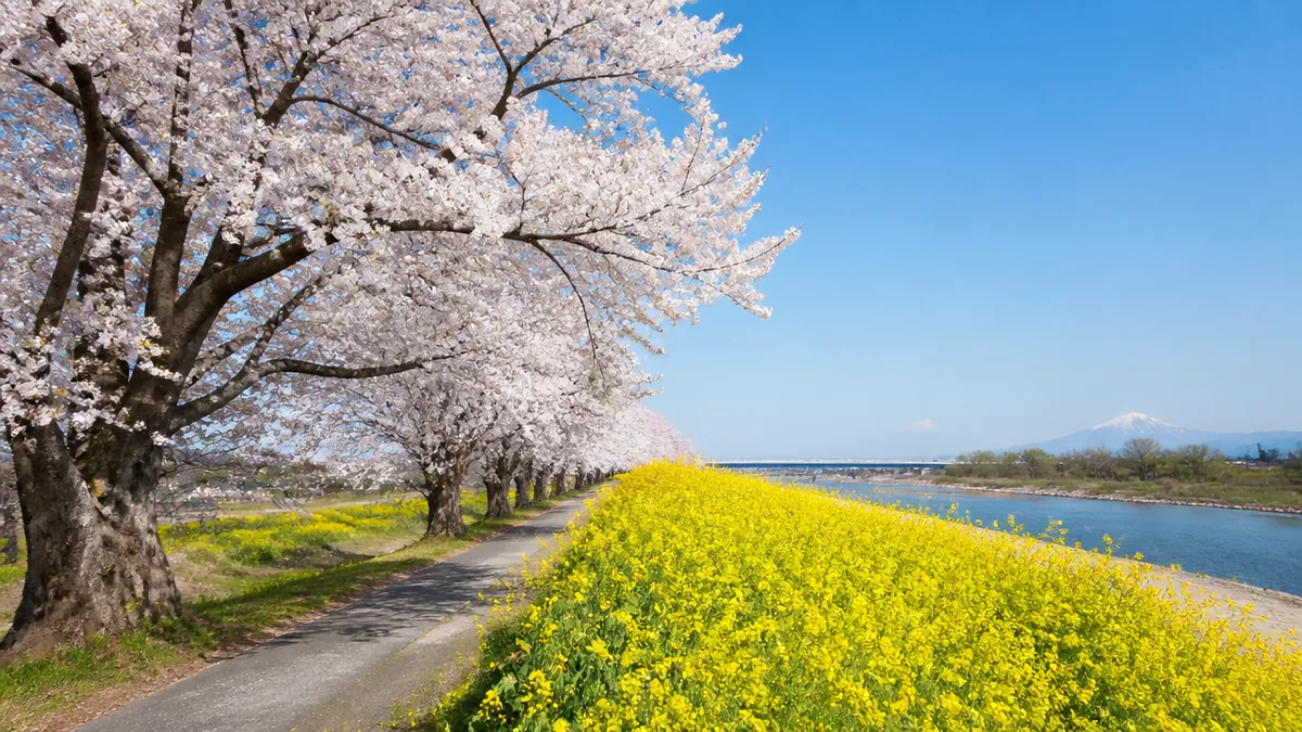国営木曽三川公園 桜堤サブセンターってどんな場所？｜2015年開園の桜と水辺の楽園の解説画像