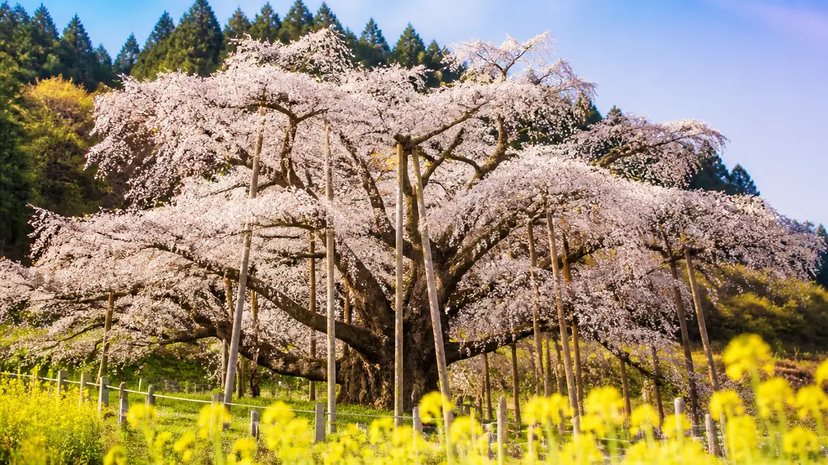 岐阜県の桜名所8選｜樹齢1500年の淡墨桜から飛騨の遅咲き荘川桜まで地元目線で厳選のアイキャッチ画像