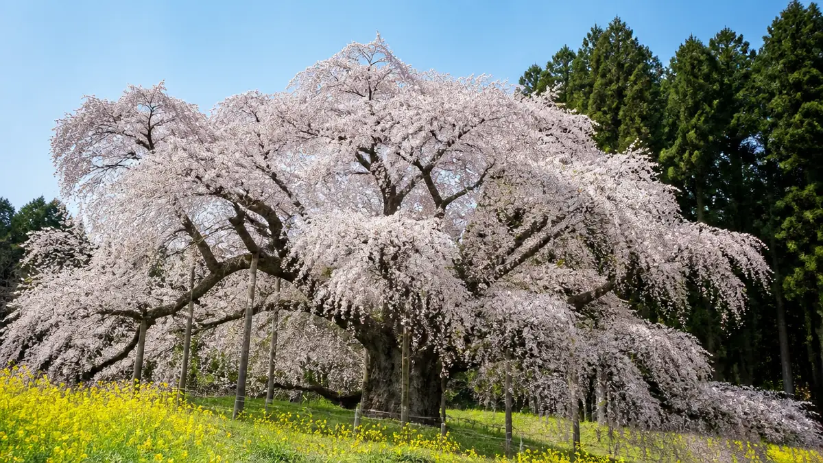 岐阜県の桜名所はなぜ全国区?|一本桜と桜並木で選ぶ全体像の解説画像