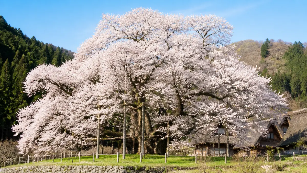 飛騨を彩る奇跡の桜|GWに満開を迎える荘川桜の解説画像