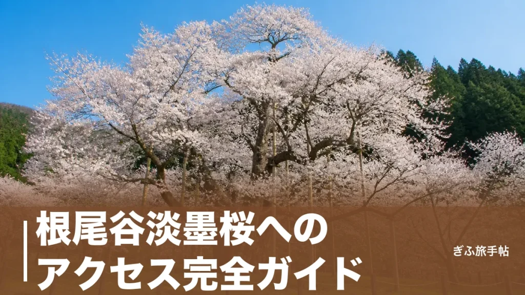 根尾谷淡墨桜へのアクセス完全ガイド｜車・樽見鉄道の行き方と700台駐車場・渋滞回避術のアイキャッチ画像