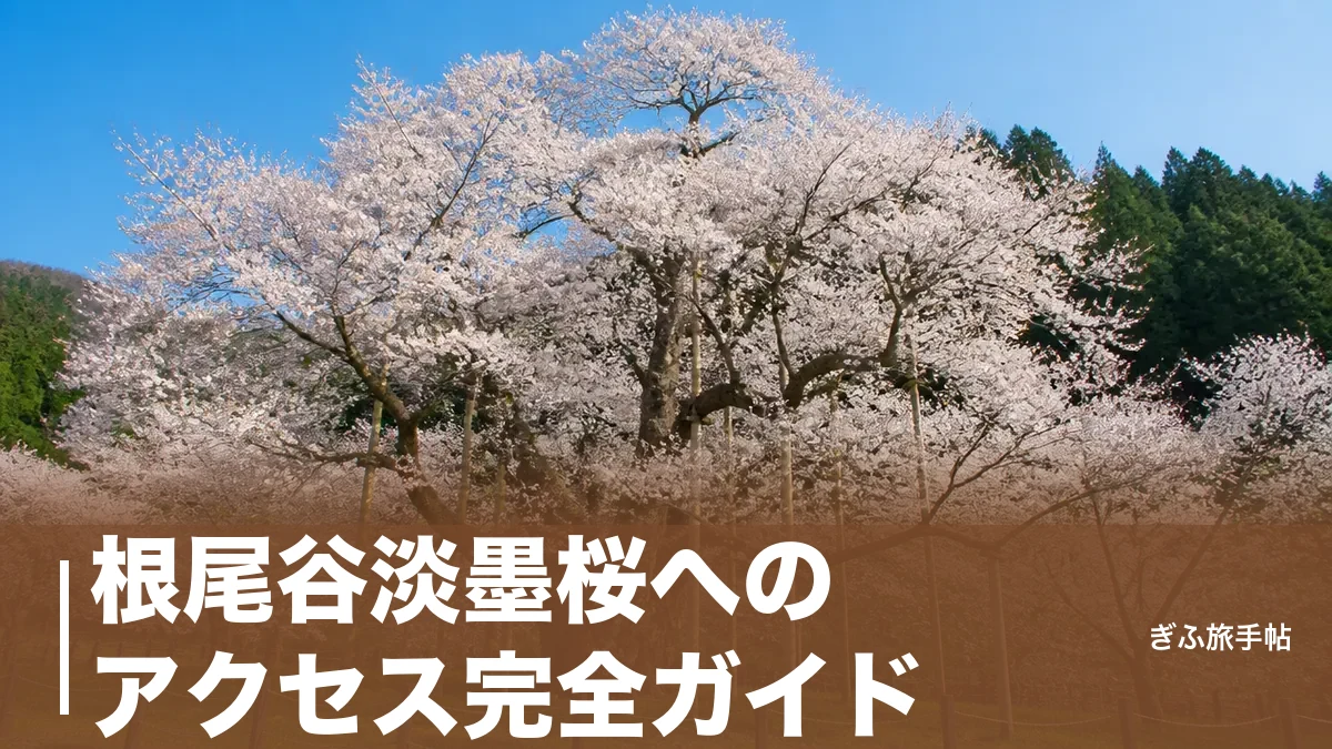根尾谷淡墨桜へのアクセス完全ガイド｜車・樽見鉄道の行き方と700台駐車場・渋滞回避術のアイキャッチ画像