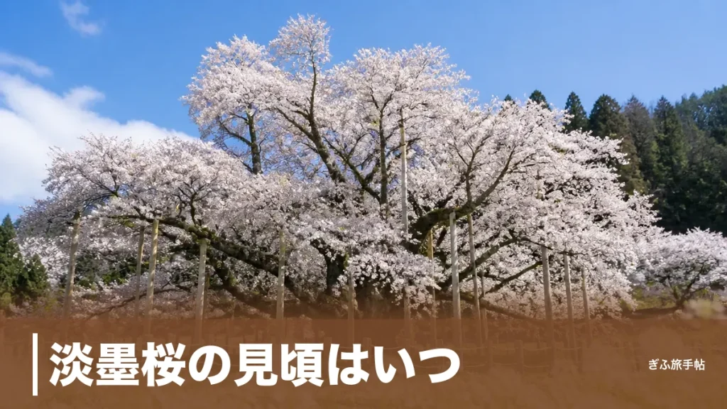淡墨桜の見頃はいつ？｜満開数日を逃さない開花の読み方とアクセス完全ガイドのアイキャッチ画像