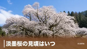 淡墨桜の見頃はいつ？｜満開数日を逃さない開花の読み方とアクセス完全ガイドのアイキャッチ画像