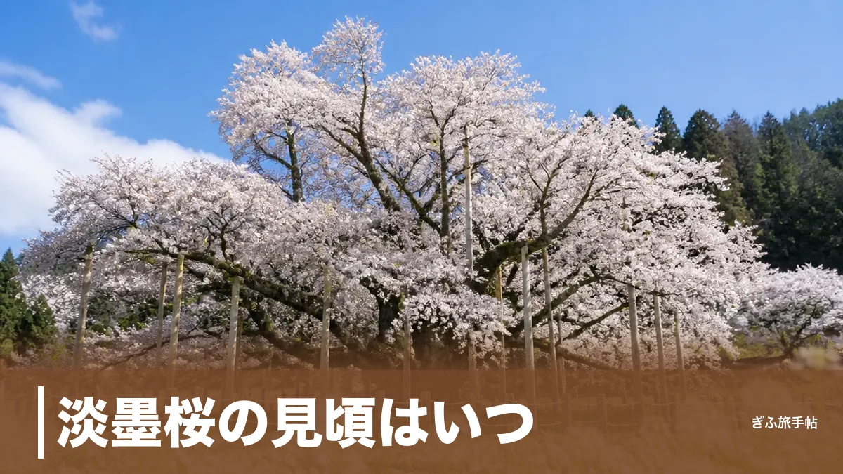 淡墨桜の見頃はいつ？｜満開数日を逃さない開花の読み方とアクセス完全ガイドのアイキャッチ画像