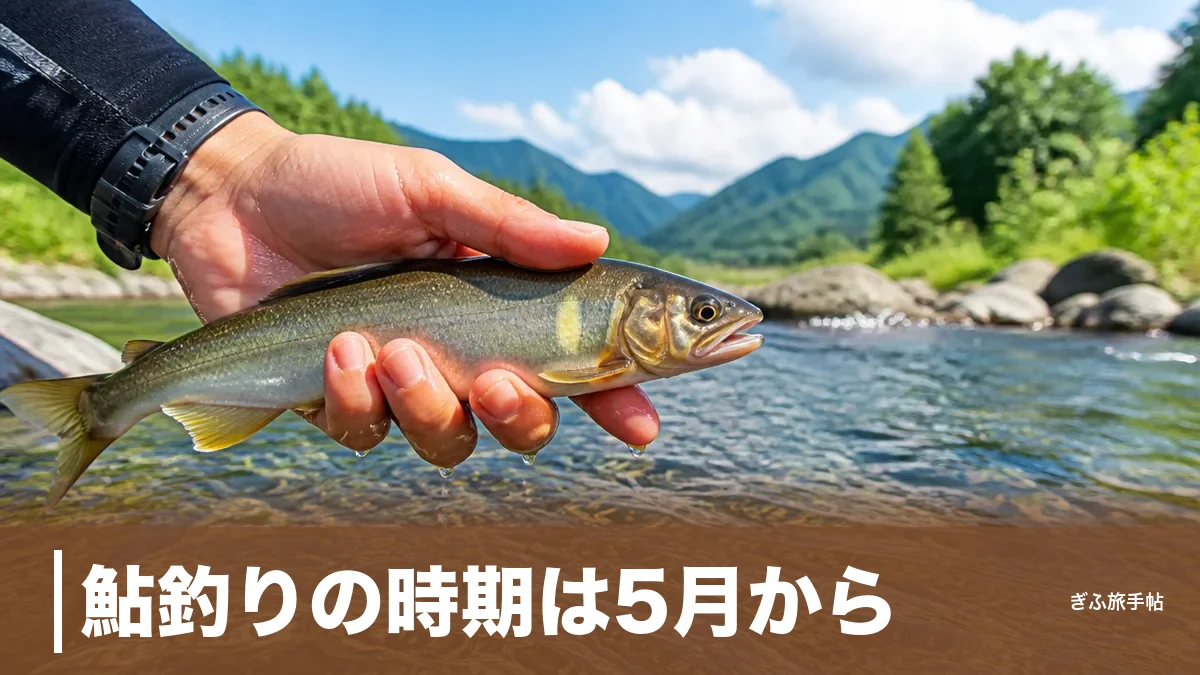 鮎釣りの時期は5月から？｜岐阜8河川の解禁日と月別ベストシーズン完全ガイドのアイキャッチ画像