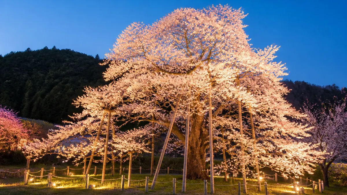 いつ行けば満開に出会える？｜見頃・開花とライトアップの解説画像