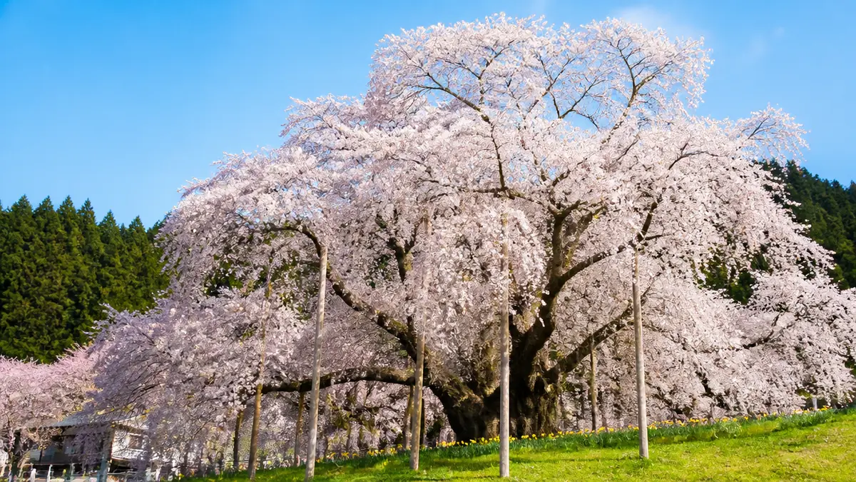 淡墨桜の見頃はいつ?|例年3月下旬〜4月上旬と2026年の傾向の解説画像