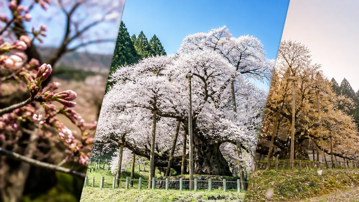蕾・満開・散りぎわ|淡墨桜の見頃を三度味わう楽しみ方の解説画像