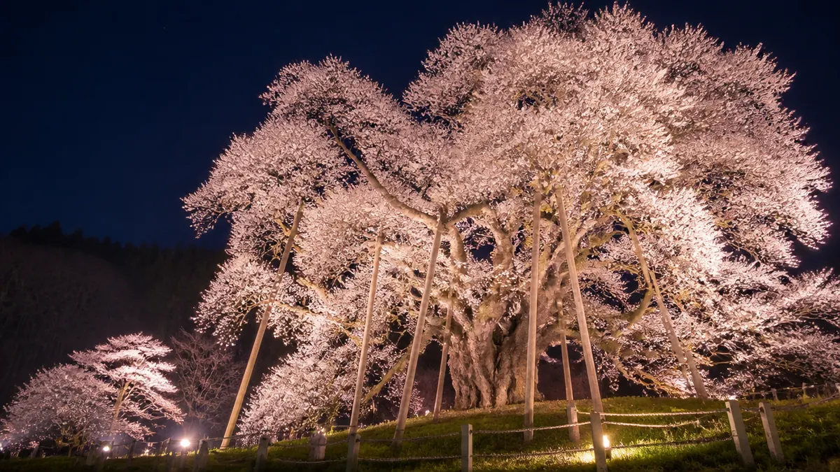 夜桜は別世界|ライトアップで味わう淡墨桜の見頃の解説画像