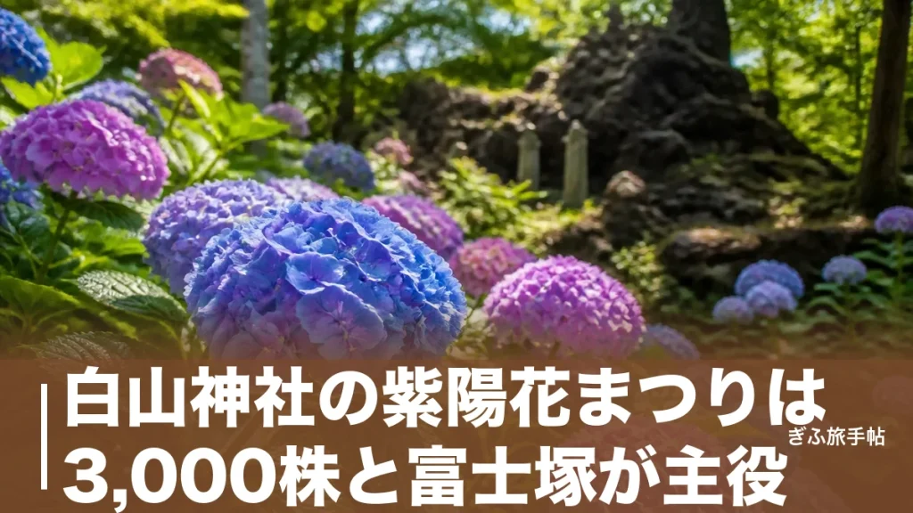 白山神社の紫陽花まつりは3,000株と富士塚が主役｜総本宮をたどると岐阜に行き着くのアイキャッチ画像