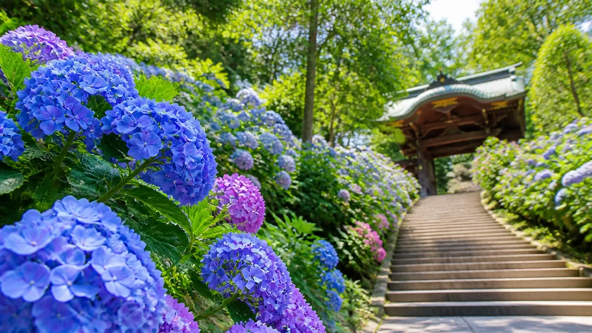 白山神社の紫陽花まつりは何が起きている？｜3,000株と富士塚の9日間の解説画像
