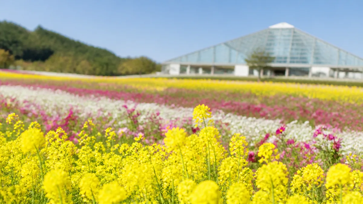 菜の花からコスモスまで花が途切れない駅|笠岡ベイファームの解説画像